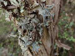 Pseudocyphellaria granulata