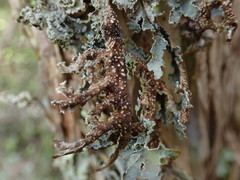 Pseudocyphellaria granulata