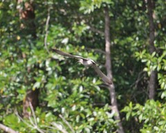 Numenius phaeopus variegatus
