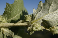 Atriplex rosea