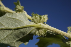 Atriplex rosea