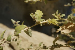 Atriplex rosea