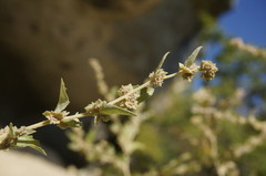 Atriplex rosea