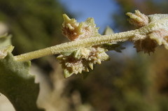 Atriplex rosea