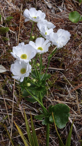 Ranunculus lyallii, photograph 3