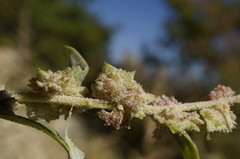 Atriplex rosea