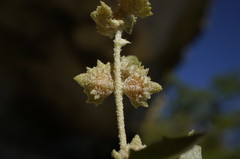 Atriplex rosea