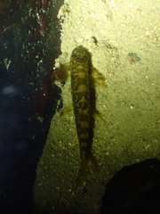 Liniparhomaloptera disparis