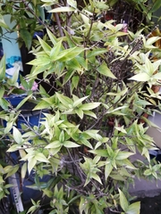 Dracaena surculosa