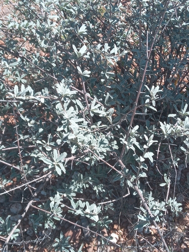trumpet thorn