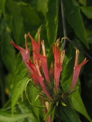 Clinacanthus nutans