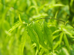 Clinacanthus nutans