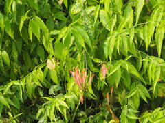 Clinacanthus nutans