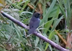 Diglossa lafresnayii