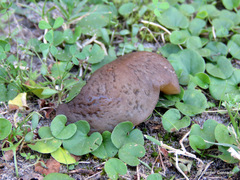 Laevicaulis natalensis natalensis