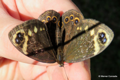 Dira clytus eurina