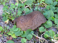 Laevicaulis natalensis natalensis