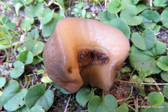 Laevicaulis natalensis natalensis
