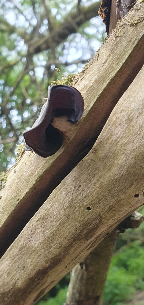 Auricularia auricula-judae · April 2026 · photo: © scro11ing (iNaturalist, cc0)