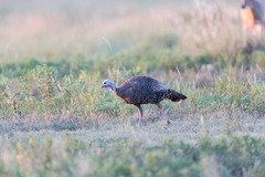 Meleagris gallopavo intermedia