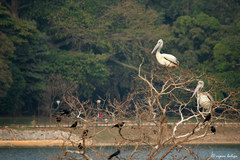 Pelecanus philippensis