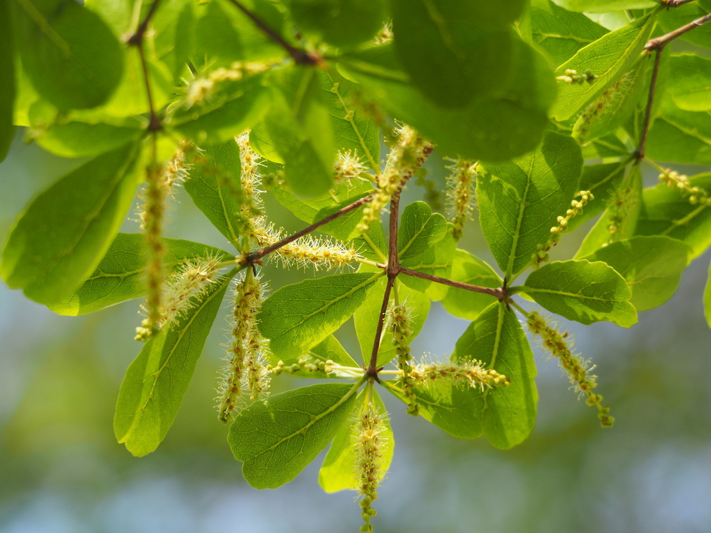 Bàng Đài Loan (Terminalia mantaly)