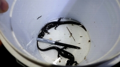 Ambystoma 'unisexual complex'