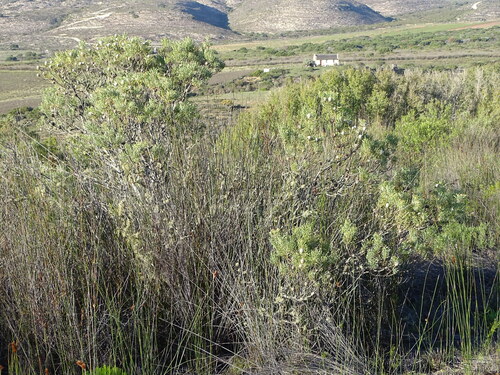Leucadendron galpinii, photograph 6