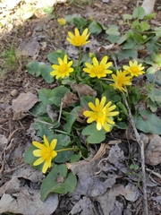 Ficaria verna