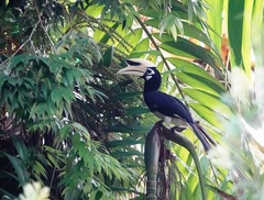 Anthracoceros albirostris