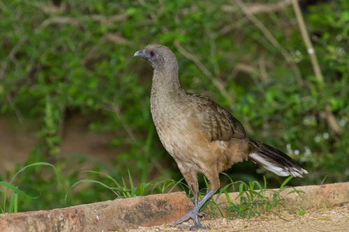 Plain Chachalaca