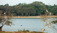 Pelecanus philippensis