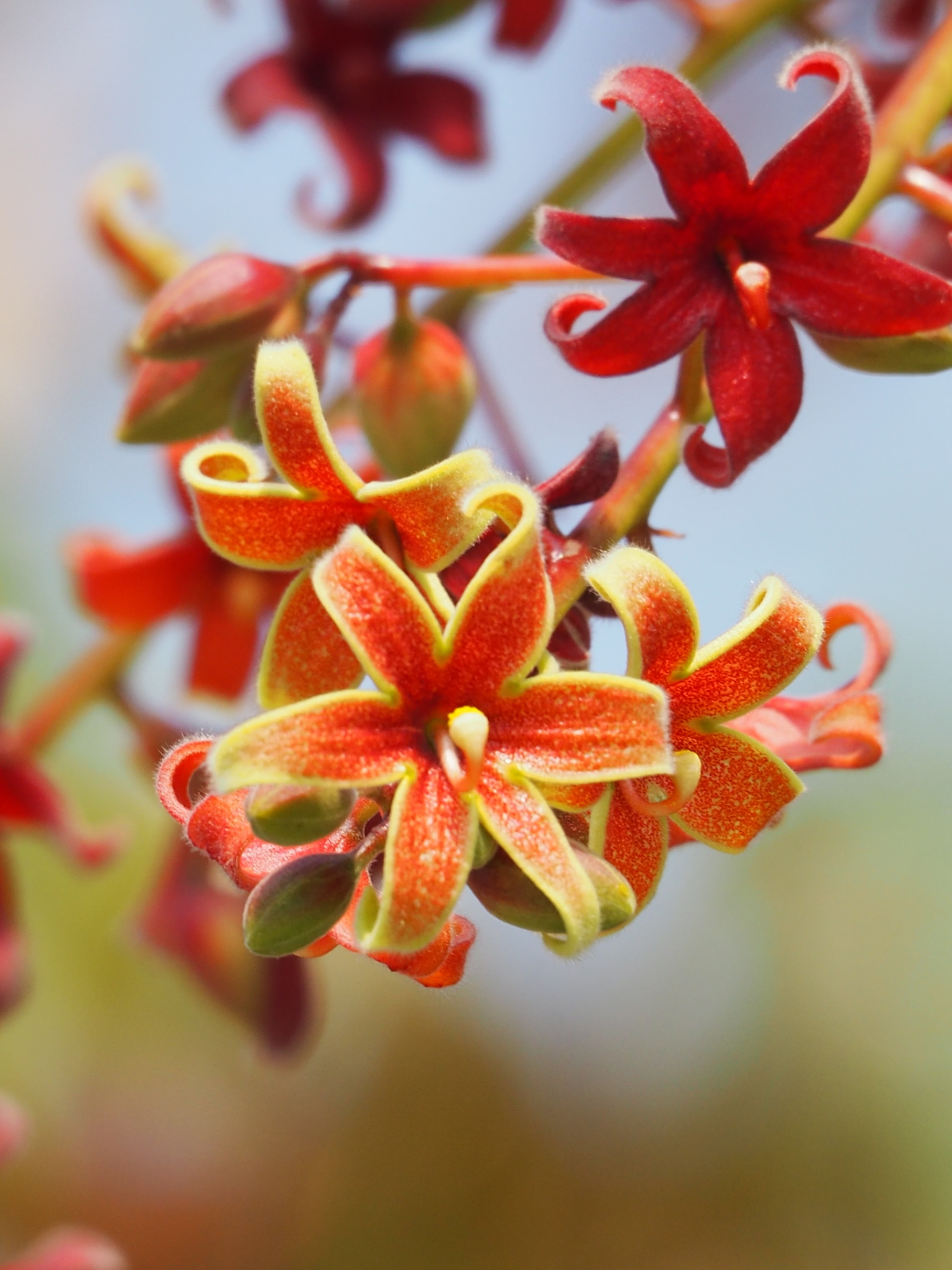 Sterculia foetida
