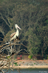Pelecanus philippensis