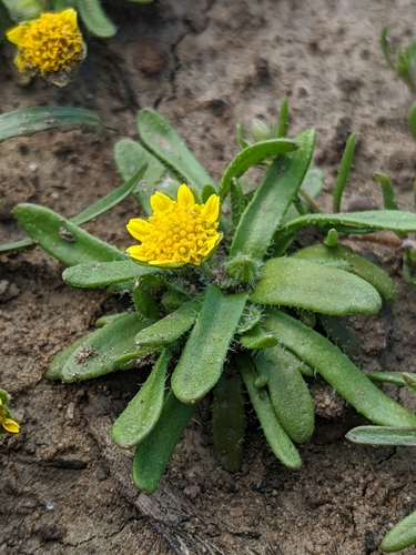 Image of Lasthenia minor by no rights reserved