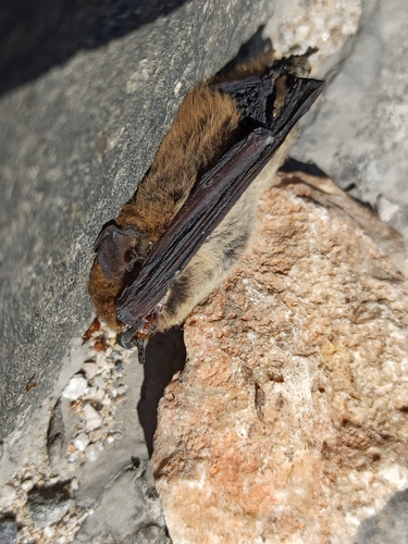 Kuhl's pipistrelle, Добра Вода, Црна Гора, photo 7 of 10