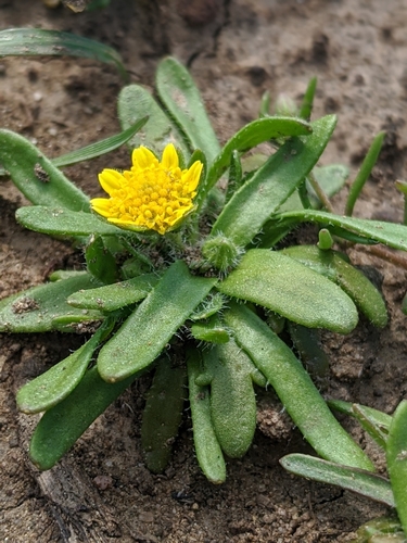 Image of Lasthenia minor by no rights reserved