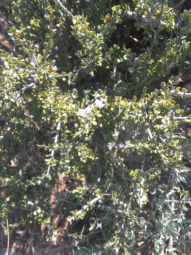 Foetid Bush
