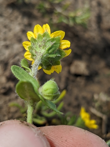 Image of Lasthenia minor by no rights reserved