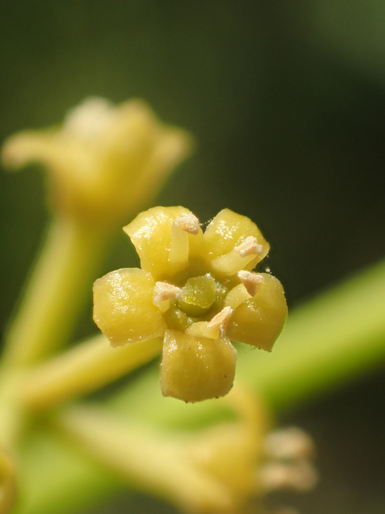 Champereia manillana (Champereia manillana)