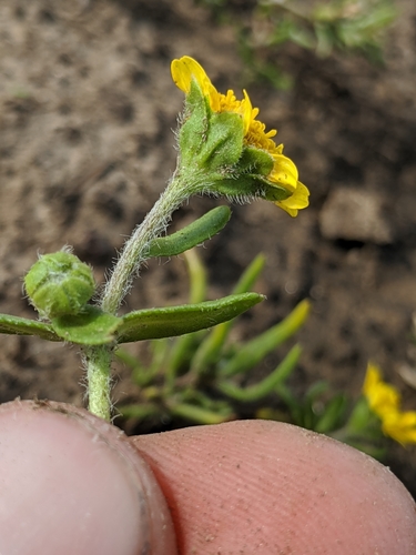 Image of Lasthenia minor by no rights reserved