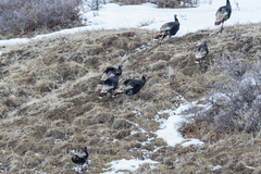 Meleagris gallopavo intermedia