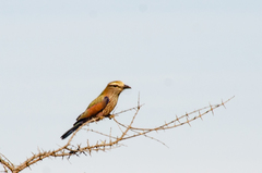 Coracias naevius mosambicus