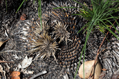 Xanthorrhoea glauca