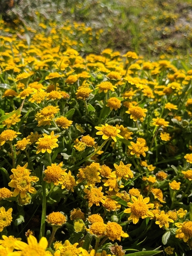 Image of Lasthenia minor by no rights reserved