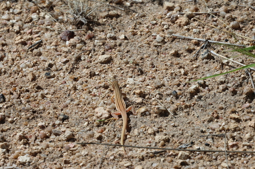 Namaqua Sand Lizard