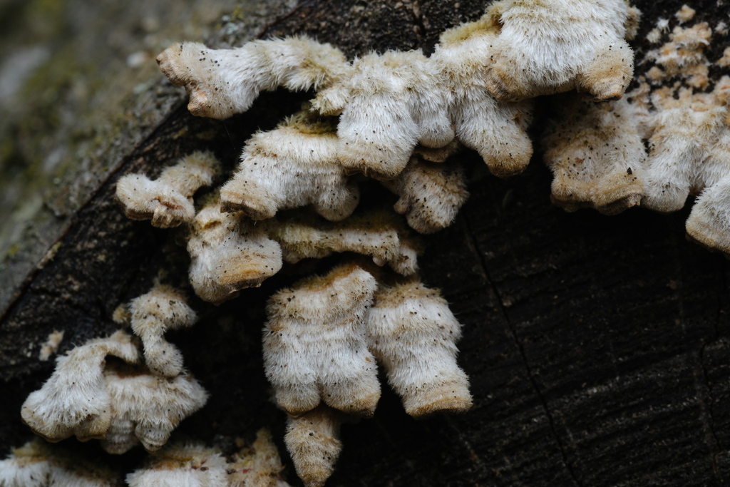 Stereum hirsutum · April 2026 · photo: © alexis_orion (iNaturalist, cc-by)