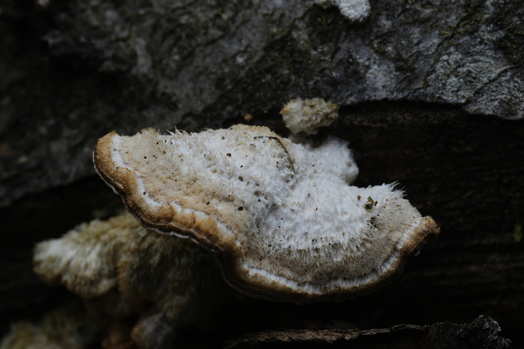 Stereum hirsutum · April 2026 · photo: © alexis_orion (iNaturalist, cc-by)