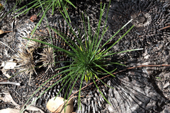 Xanthorrhoea glauca