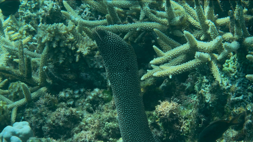 Gymnothorax meleagris